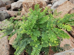 Phyllanthus emblica