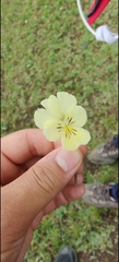 Viola altaica