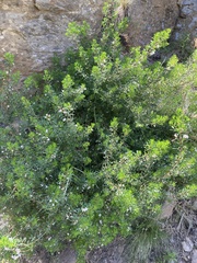Cyanothamnus anemonifolius variabilis