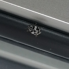 Psyllobora picta
