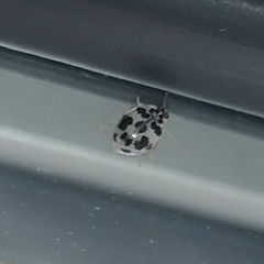 Psyllobora picta