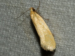 Telocharacta hemicroca