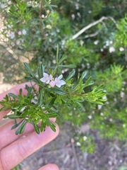 Cyanothamnus anemonifolius variabilis