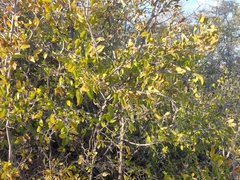 Celtis pallida