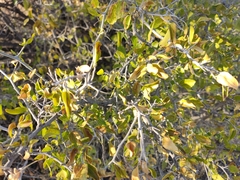 Celtis pallida