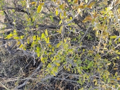 Celtis pallida