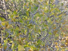 Celtis pallida