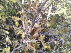 Celtis pallida