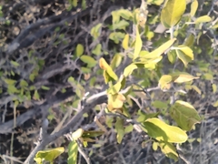 Celtis pallida