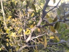 Celtis pallida