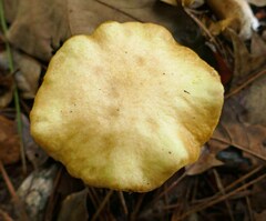 Suillus cothurnatus