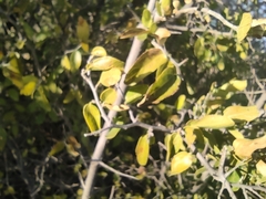 Celtis pallida
