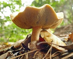 Suillus cothurnatus