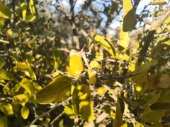 Celtis pallida
