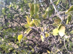 Celtis pallida
