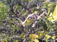 Celtis pallida