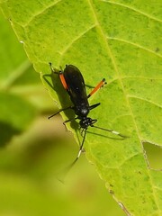 Exetastes bituminosus