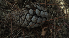 Pinus teocote