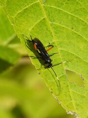 Exetastes bituminosus