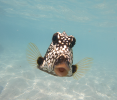 Lactophrys triqueter