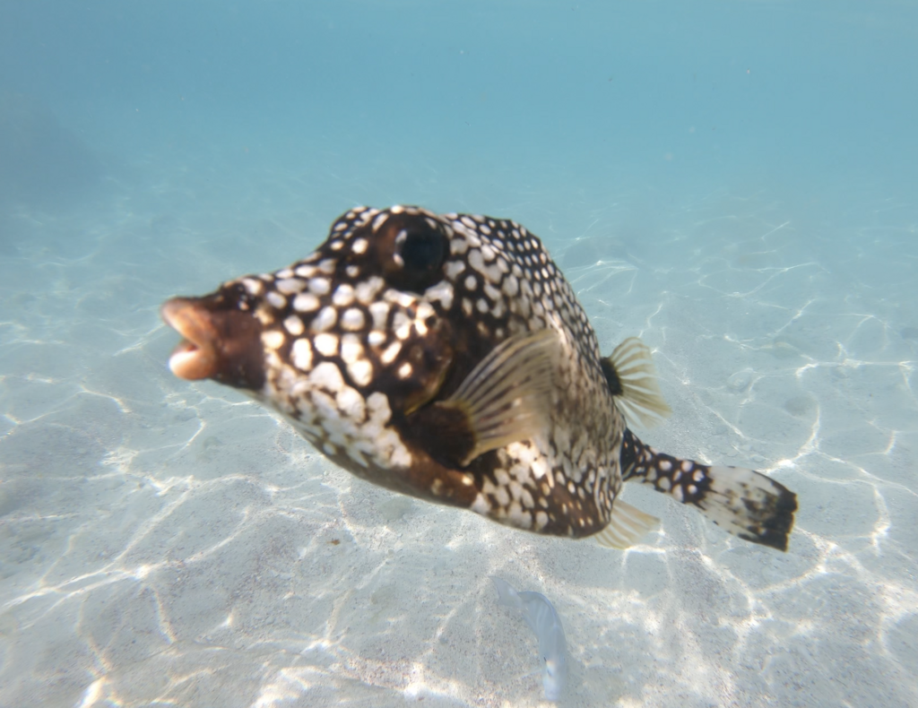 Shell fish (Lactophrys triqueter) — Ostraciidae