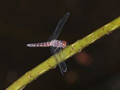 Brachydiplax duivenbodei