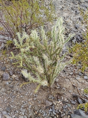 Cylindropuntia acanthocarpa acanthocarpa