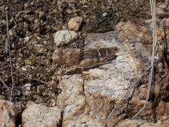 Leprus