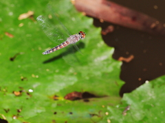 Brachydiplax duivenbodei