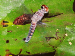 Brachydiplax duivenbodei