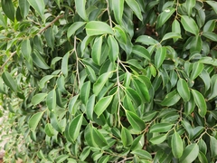 Ficus benjamina