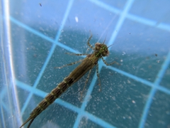 Pseudagrion pilidorsum