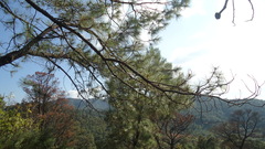 Pinus teocote