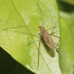 Amphineurus insulsus