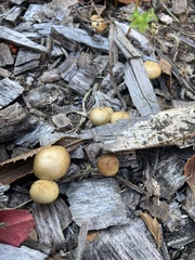 Psilocybe allenii