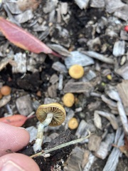 Psilocybe allenii