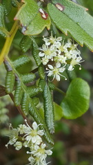 Scandia geniculata