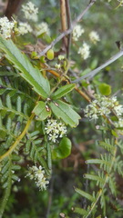 Scandia geniculata