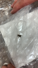 Brachypera zoilus