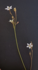Wahlenbergia androsacea