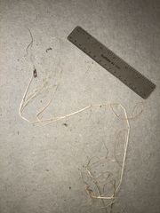 Agrostis perennans