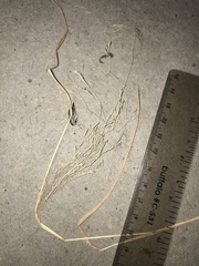 Agrostis perennans