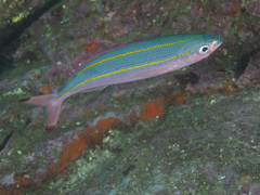 Pterocaesio digramma