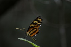 Mechanitis lysimnia utemaia