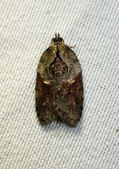 Acleris