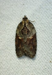 Acleris