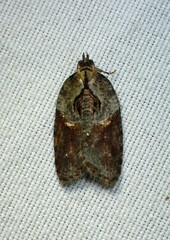 Acleris