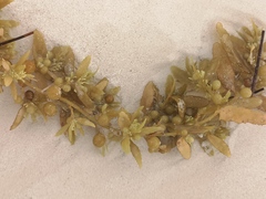 Sargassum