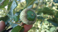 Quercus deserticola