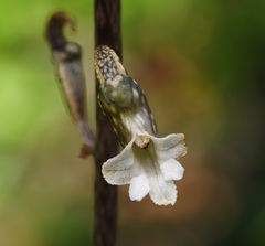 Gastrodia cunninghamii